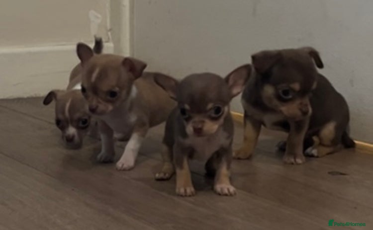 Chihuahua dogs - Advert 7