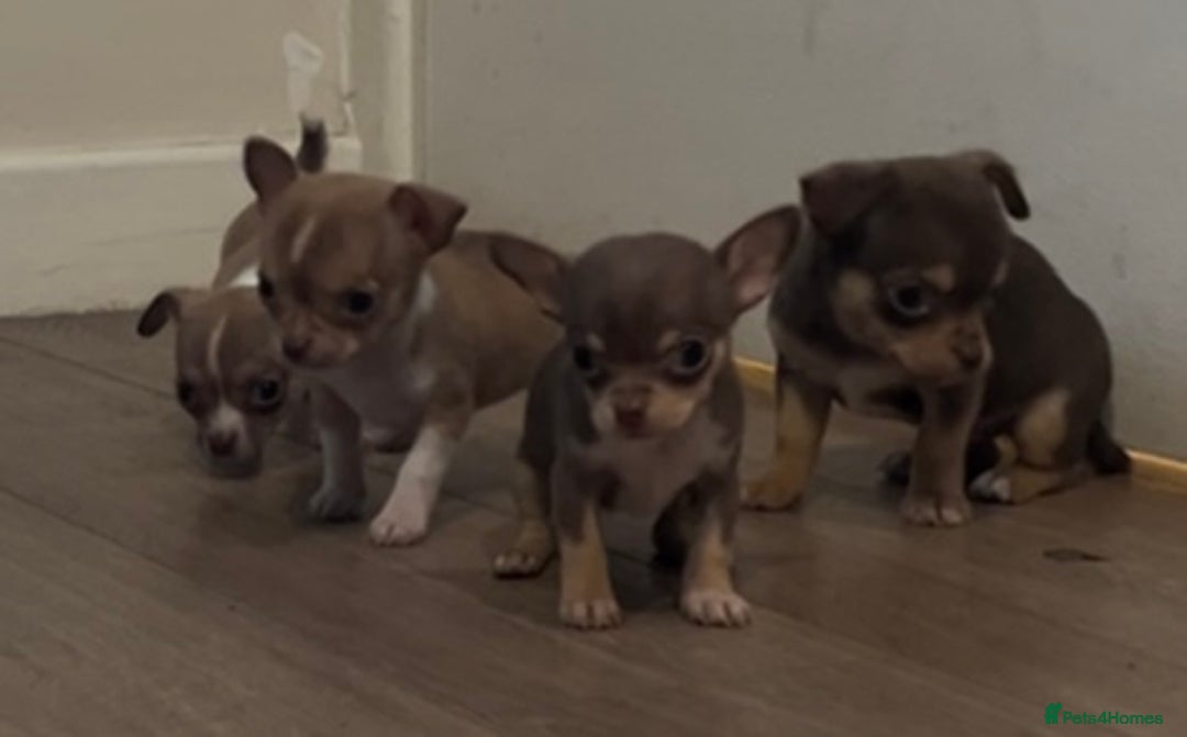 Chihuahua dogs for sale: Chihuahua puppies  - Image 1