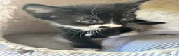 Mixed Breed cats for sale: Beautiful short-haired black and white kittens in Sudbury - Advert 20