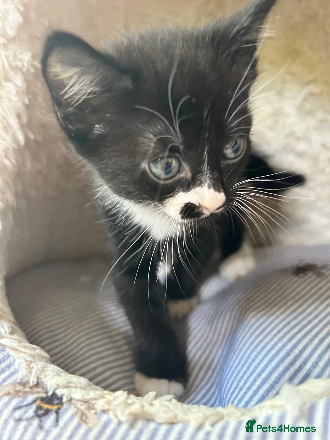 Mixed Breed cats for sale: Beautiful short-haired black and white kittens in Sudbury - Advert 20
