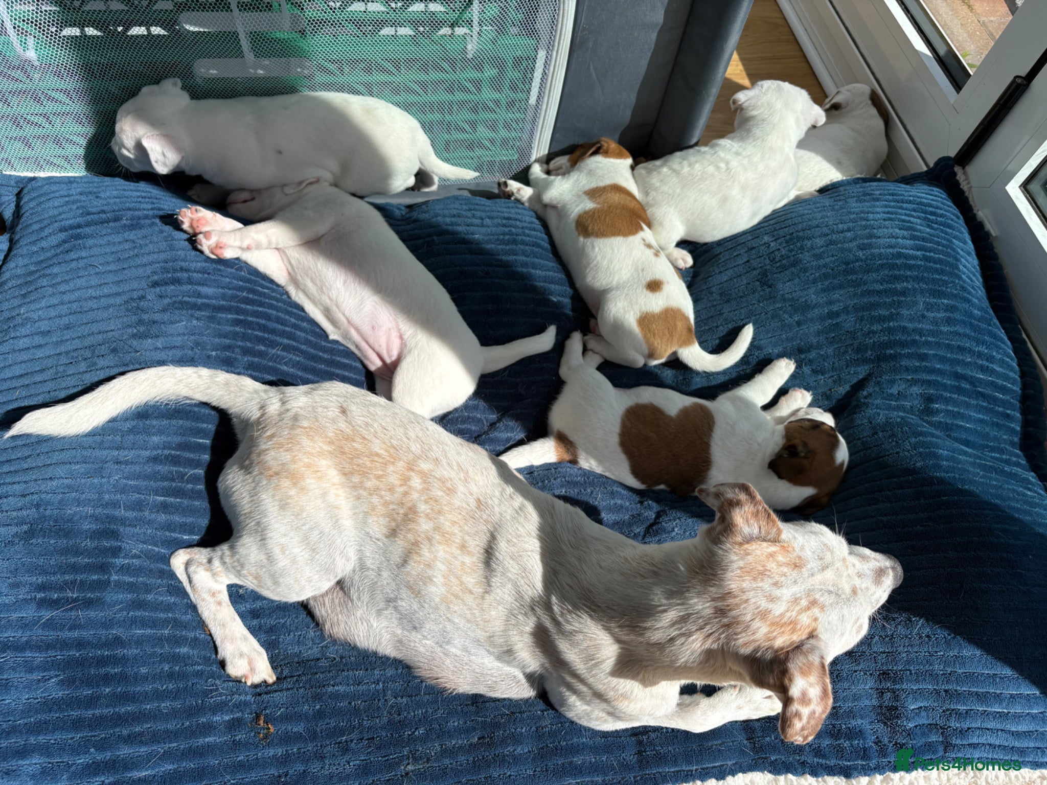 Jack Russell dogs Beautiful 6 pups for sale - Advert 2