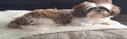 Shih Tzu dogs for sale: Beautiful 5 year old girl - Advert 4
