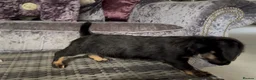 Doxiepoo dogs for sale: Doxiepoo puppies (minature) - Advert 12