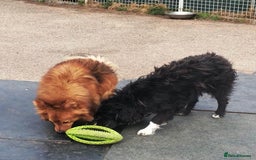 Mixed Breed dogs for adoption: Daisy, a Beautiful Soul - for a Loving Home in Nottingham - Image 16