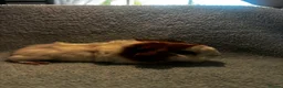 Guinea Pig rodents for sale: Beautiful girls handsomr boys - Advert 19