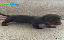 Miniature Dachshund dogs for sale: Cute Chocolate & Tan Miniature Dachshund Puppies - Image 2
