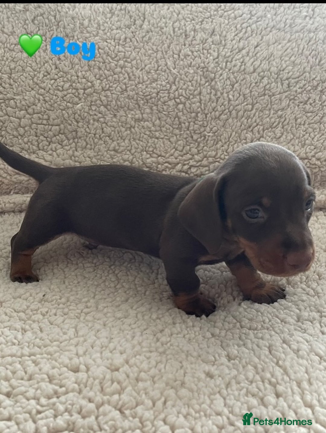 Miniature Dachshund dogs for sale: Cute Chocolate & Tan Miniature Dachshund Puppies - Image 2
