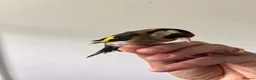 Finches birds for sale: Selling Goldfinches males and females  - Advert 4