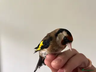 Finches birds Selling Goldfinches males and females £110 each - Advert 3