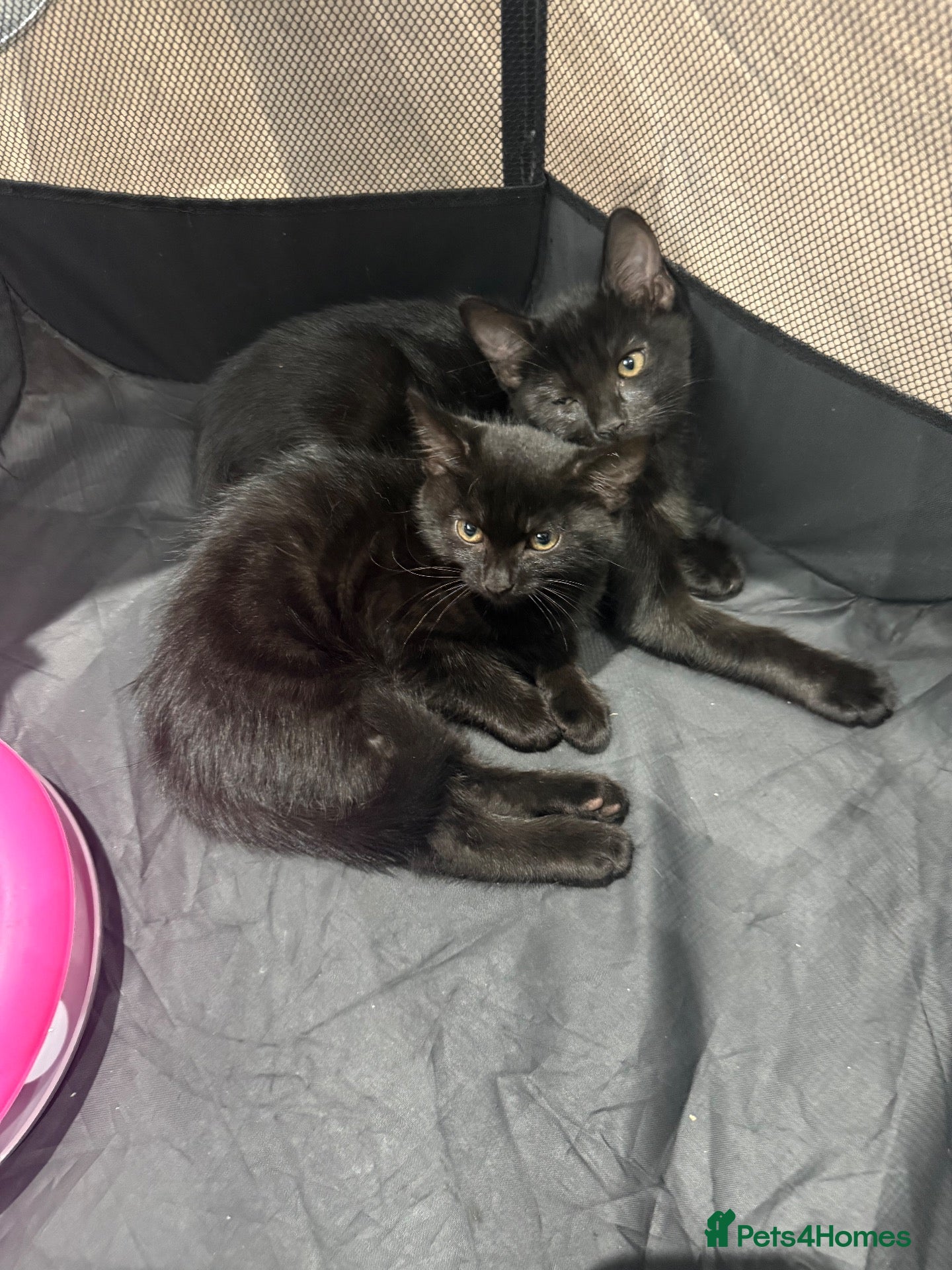 Mixed Breed cats Kittens for Sale - Advert 2