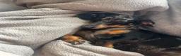 Miniature Dachshund dogs for sale: Female miniature dapple dachshund - Advert 5