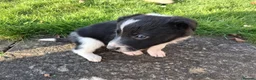 Border Collie dogs for sale: Cute border collie pups - Advert 11