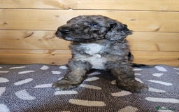 Australian Labradoodle dogs for sale: 💕 Stunning Australian Labradoodles! 💕 - Image 21