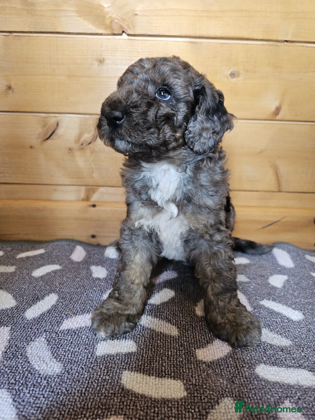 Australian Labradoodle dogs for sale: 💕 Stunning Australian Labradoodles! 💕 - Image 21