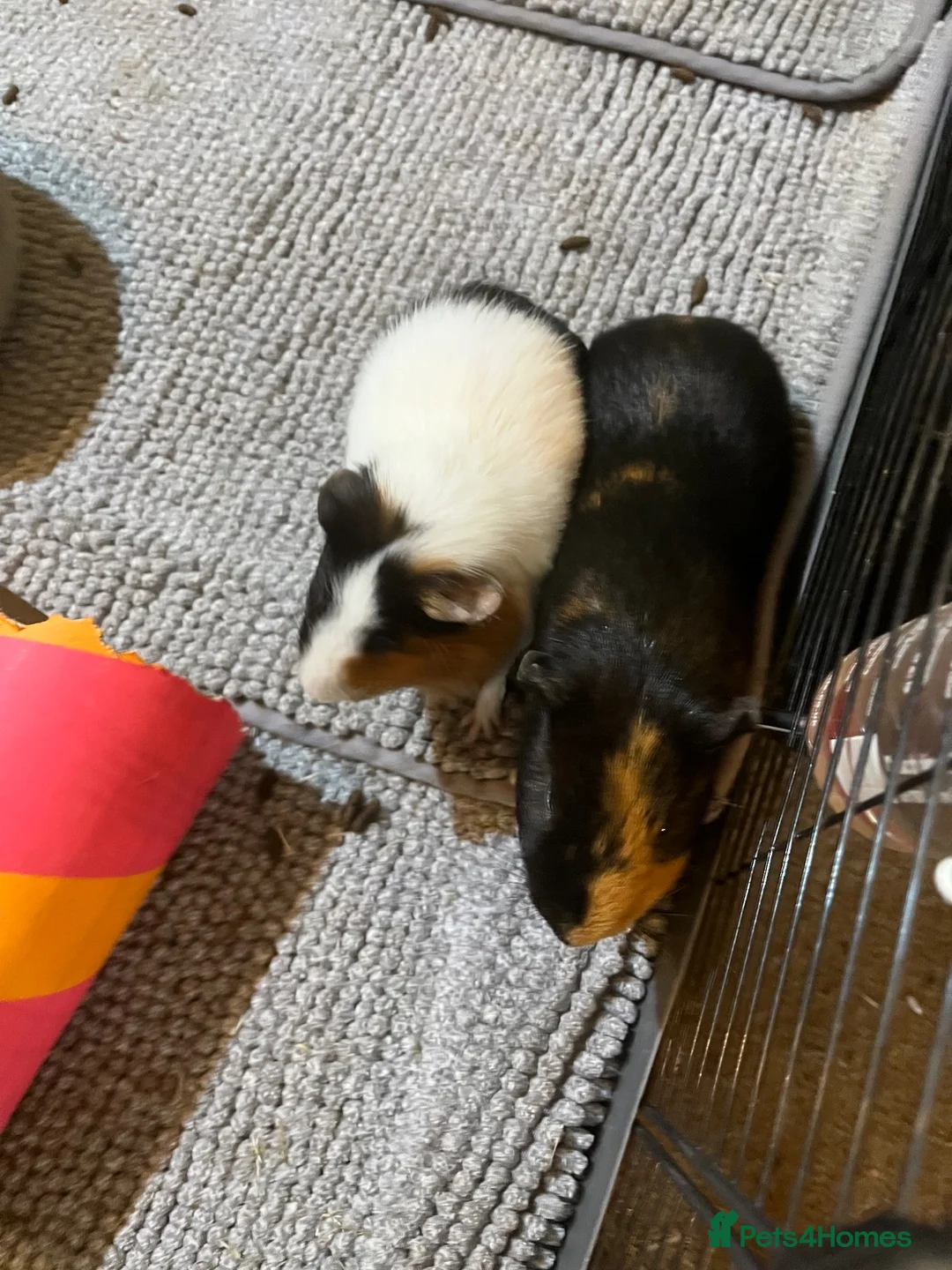 Guinea Pig rodents for sale: Two male Guinea pigs for rehoming in Exeter - Advert 2