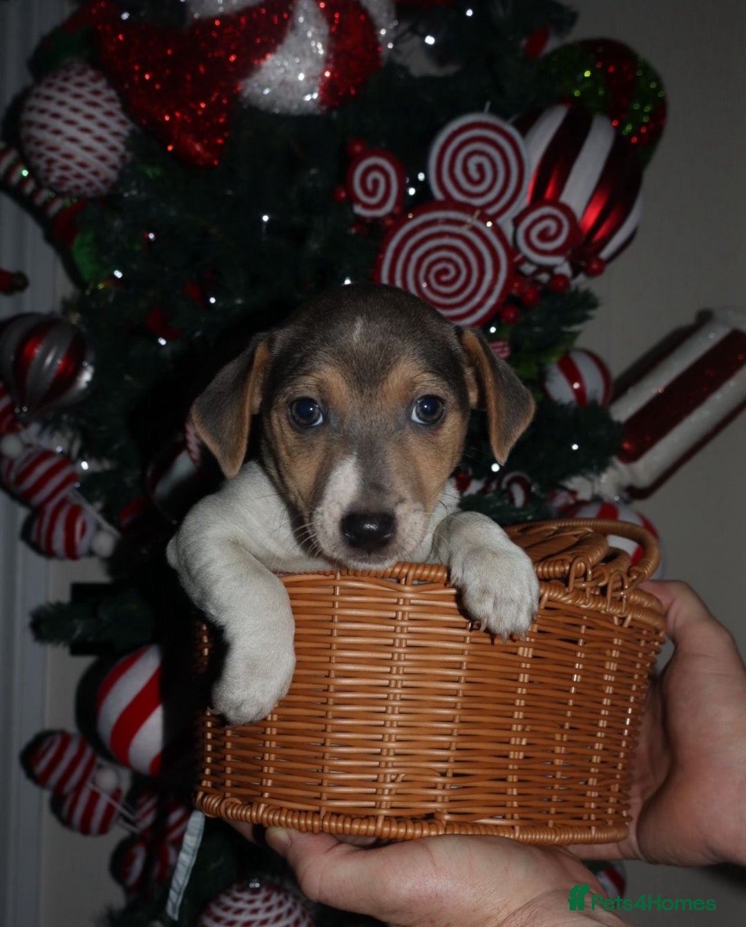 Jack Russell dogs for sale: Three stunning pups available  - Advert 4