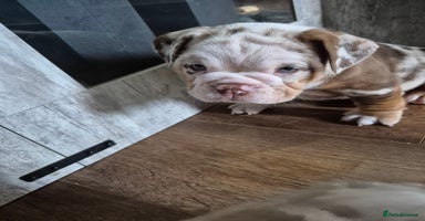 English Bulldog dogs - Advert 16