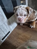 English Bulldog dogs - Advert 8