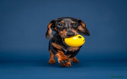 Dachshund dogs for sale: Ziggy 8 month Dachshund  - Image 4