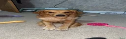 Golden Retriever dogs for sale: Female 2 year old golden retriever  - Advert 2