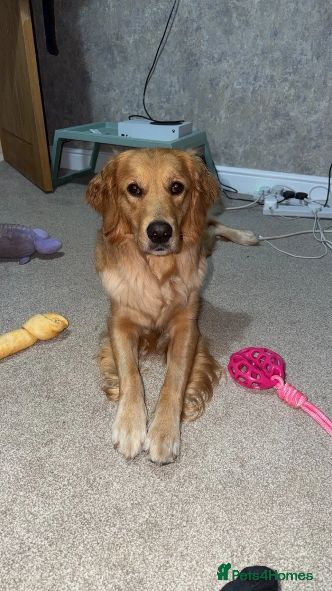 Golden Retriever dogs for sale: Female 2 year old golden retriever  - Advert 2