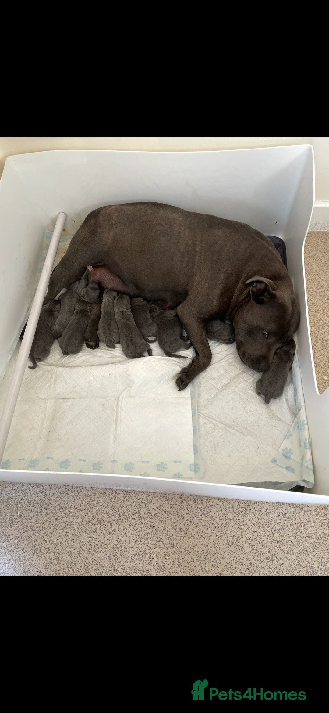 Staffordshire Bull Terrier dogs for sale: KC blue Staffordshire  - Image 2