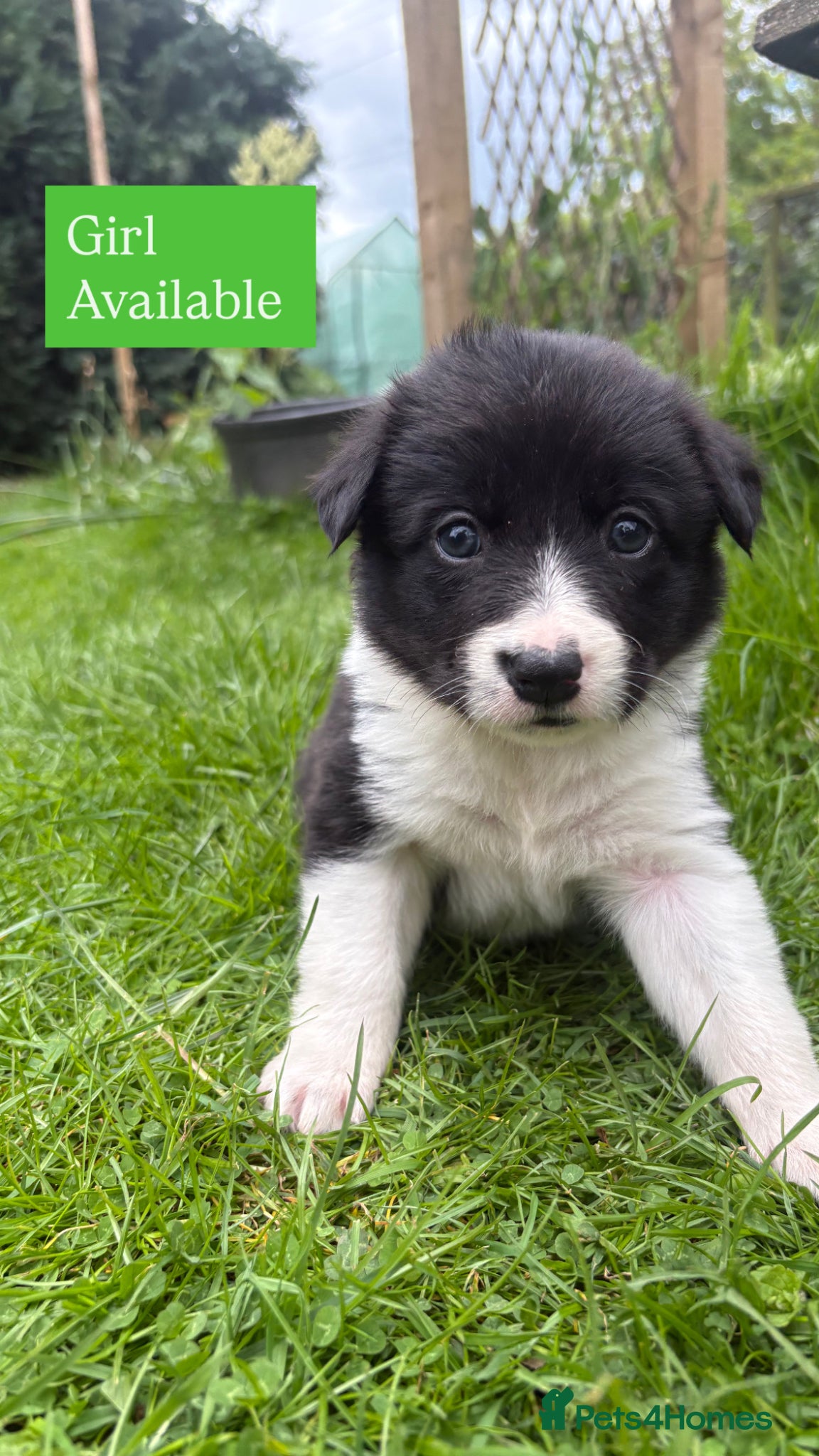 Mixed Breed dogs 3 Collie X Kelpie pups left🐶 - Advert 10