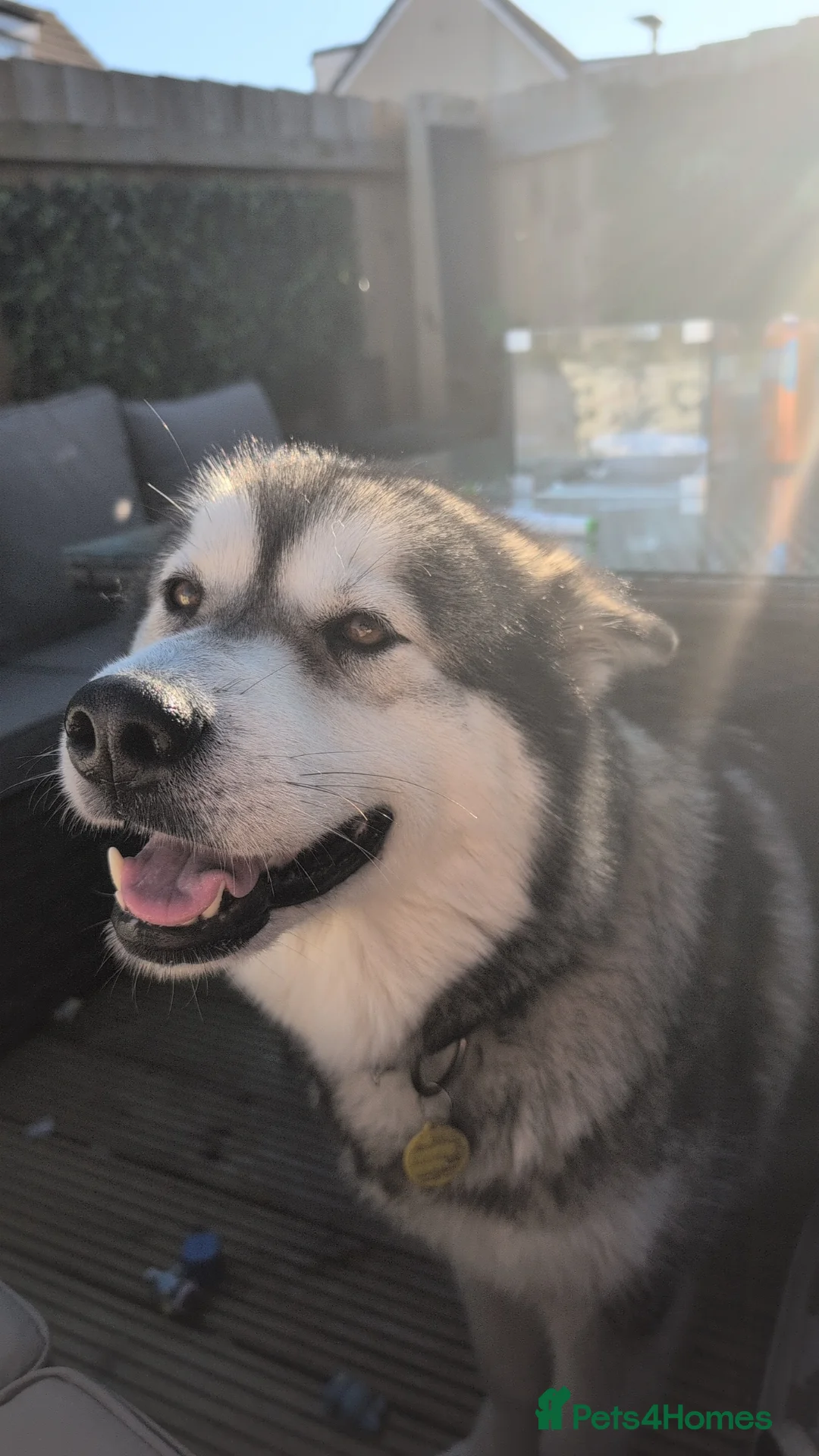 Alaskan Malamute dogs for sale: Champ KC Registered Alaskan Malamute Puppies - Advert 2