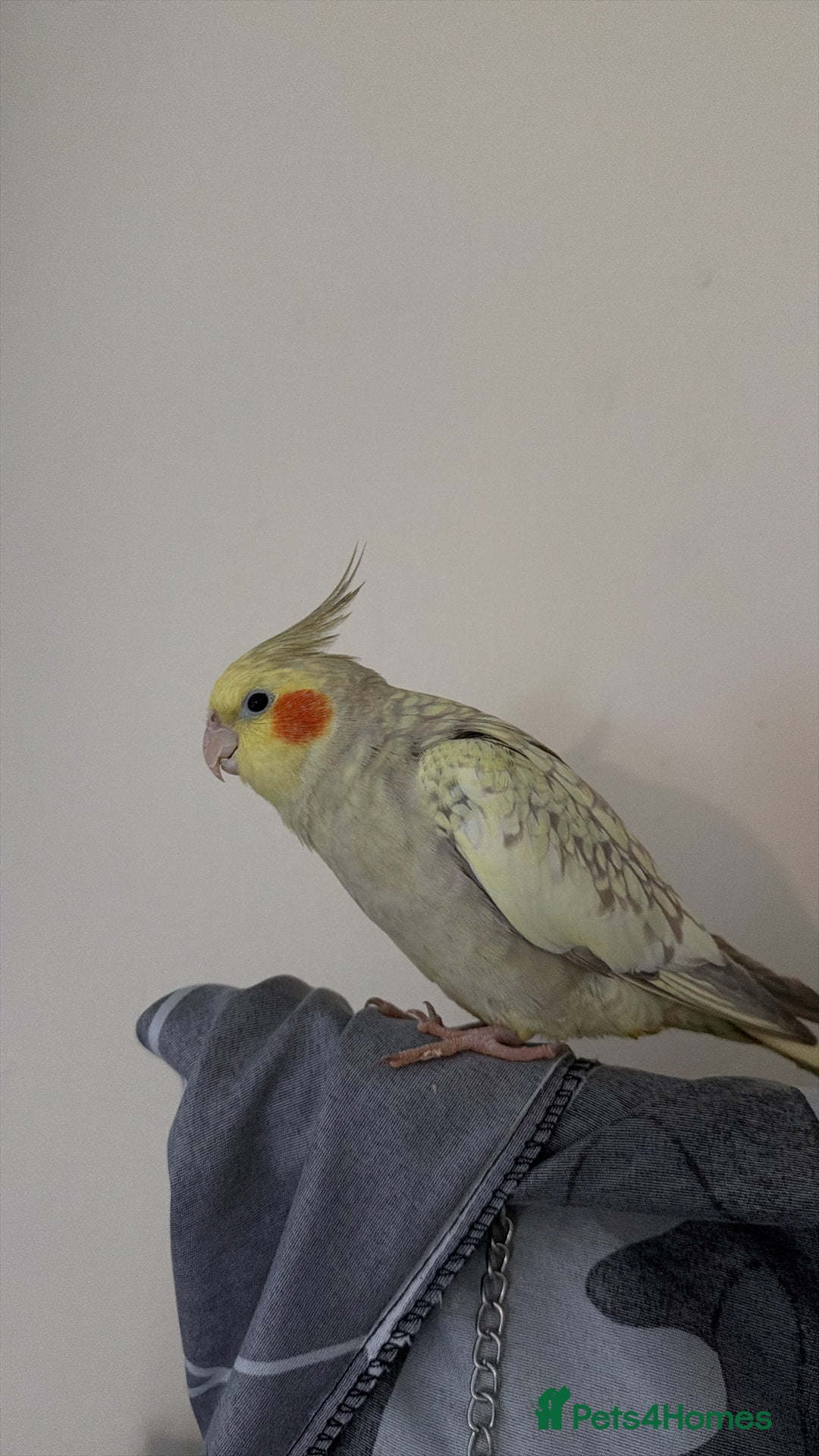 Cockatiels birds for sale: Female tamed tail  - Advert 4