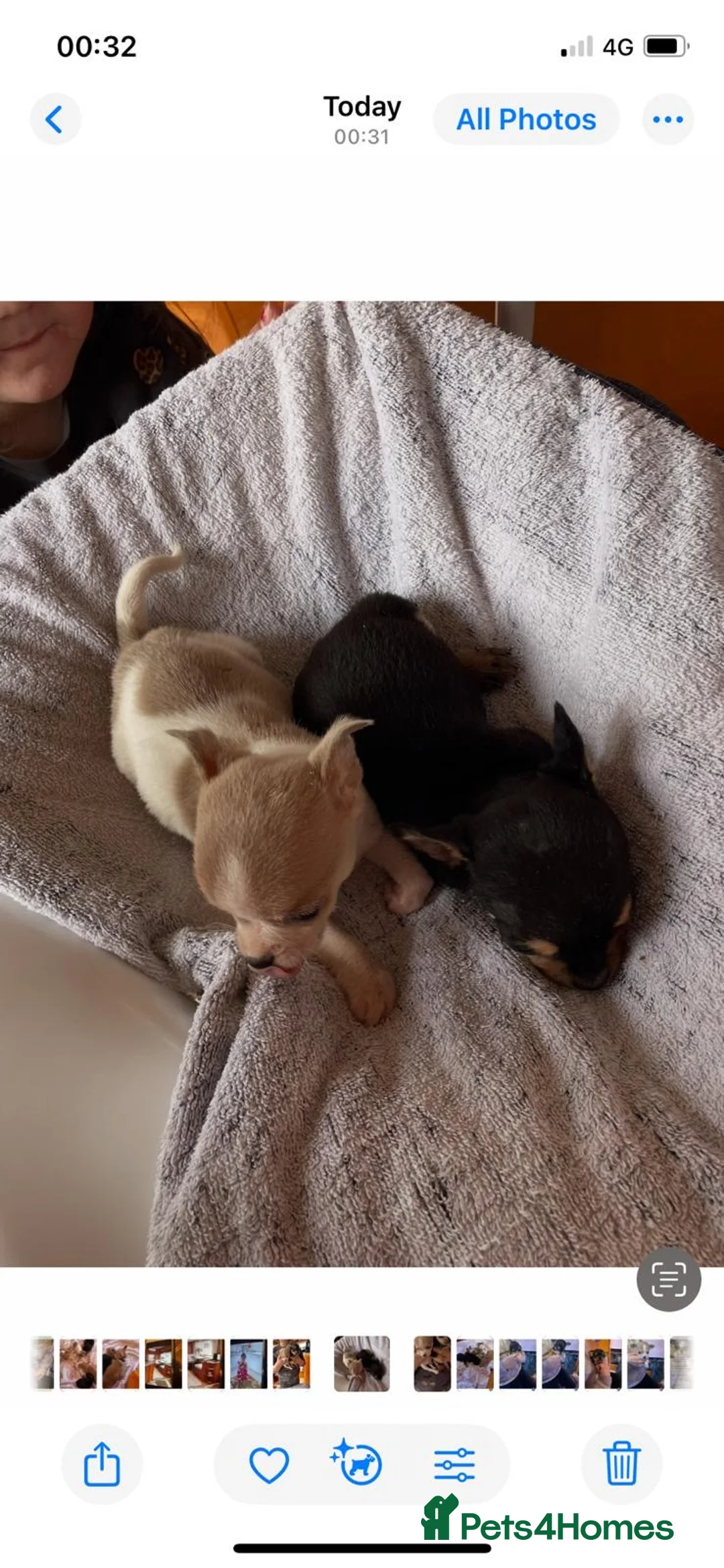 Chihuahua dogs for sale: 5 Adorable Chihuahua puppies all “boys” for sale - Advert 15
