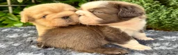 French Bulldog dogs for sale:  **  fluffy French bulldog pups - Advert 10