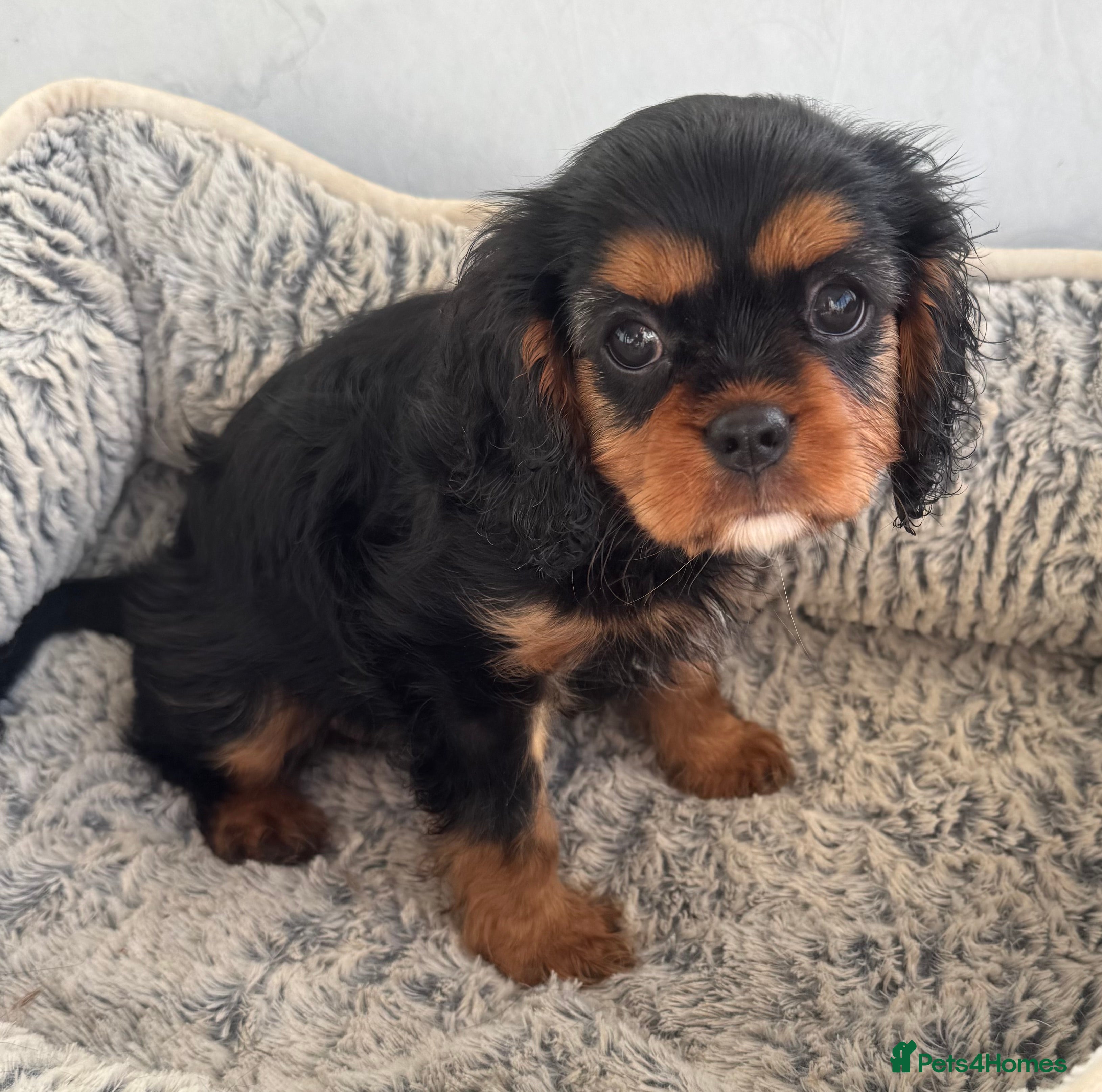 Cavalier King Charles Spaniel dogs KC REG Health tested one boy available now. - Advert 7