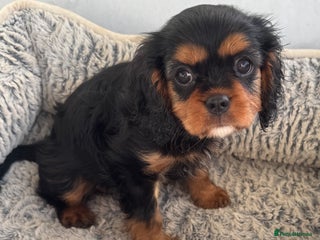 Cavalier King Charles Spaniel dogs KC REG Health tested one boy available now. - Advert 7