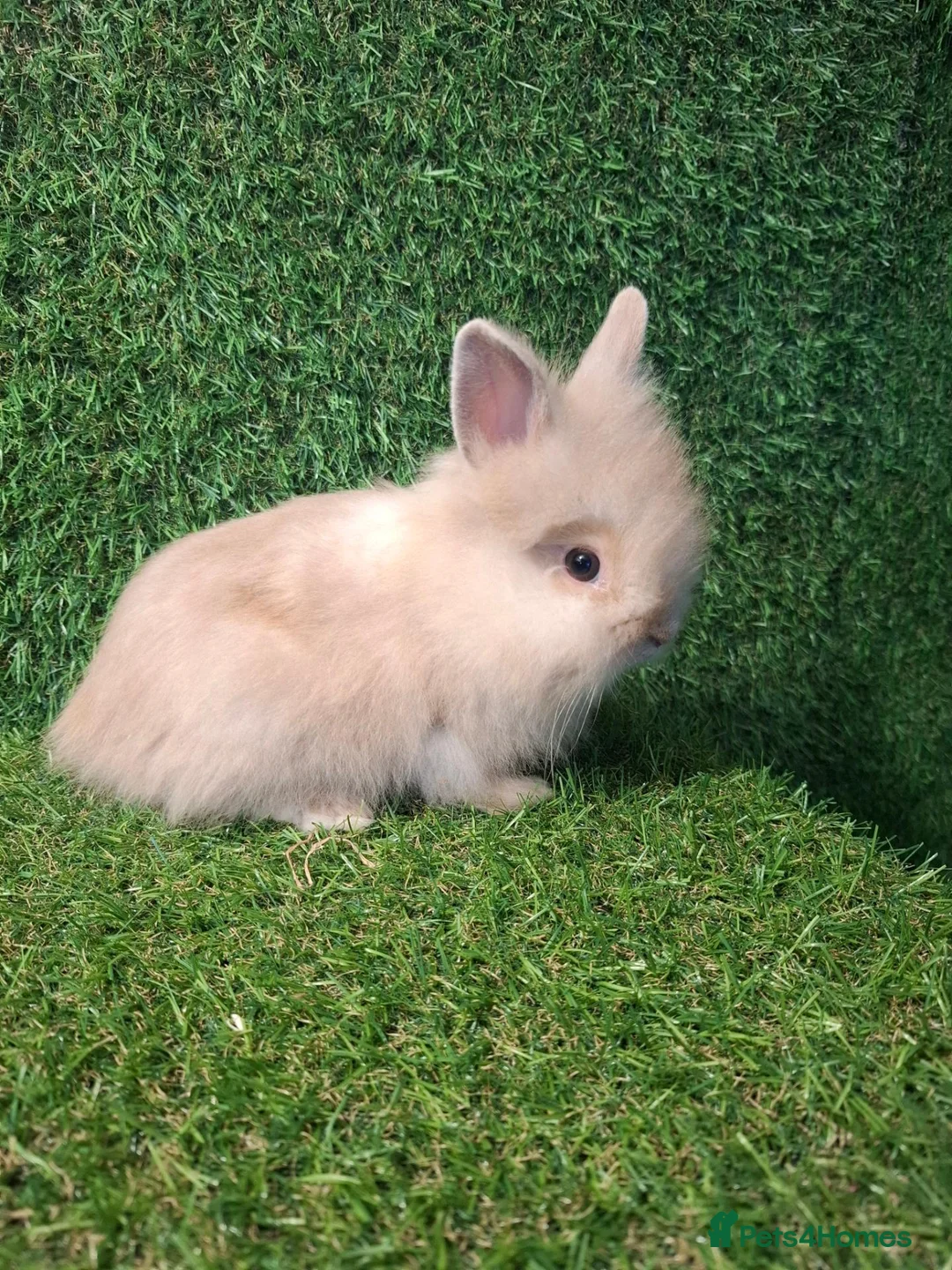 Lionhead rabbits for sale: DOUBLE MANED LIONHEADS - Advert 2