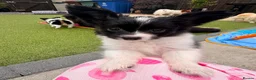 Papillon dogs for sale: Stunning, KC registered Papillon Puppies - Advert 14