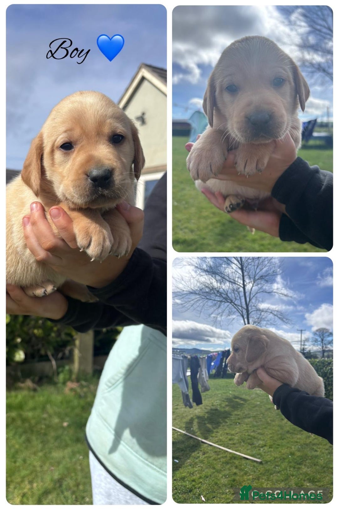 Labrador Retriever dogs for sale: Gorgeous Labrador pups for sale - Image 6