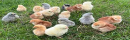 Chickens poultry for sale: 17x PURE BREED Day Old chicks for sale! - Advert 3