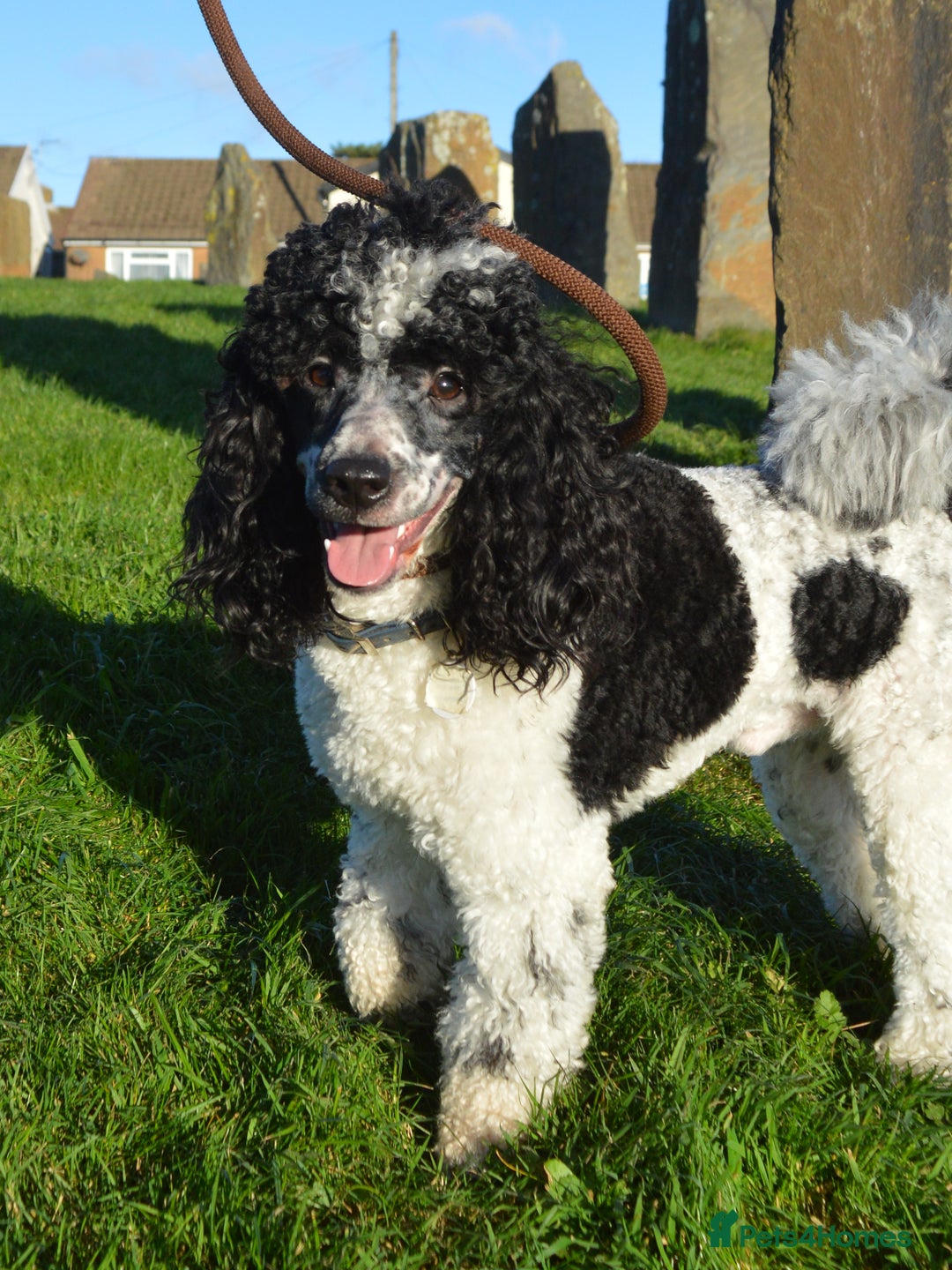 Miniature Poodle dogs for stud: Gorgeous Parti Miniature Poodle - Advert 12