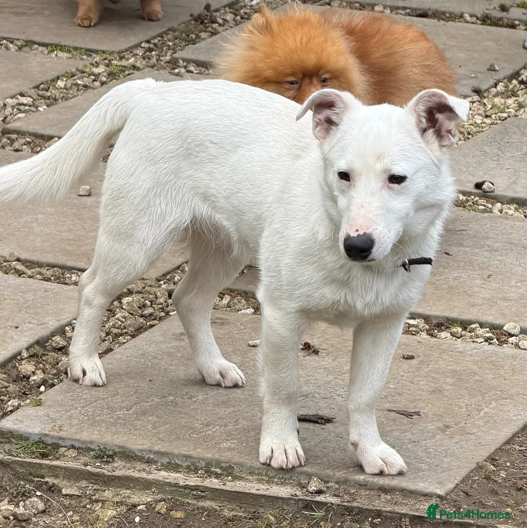 German Pinscher dogs for adoption: 🐾 SNOWY – Male German Pinscher in West Malling - Advert 2