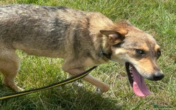 Mixed Breed dogs for adoption: Minnie - Norwich Norfolk  - Image 13
