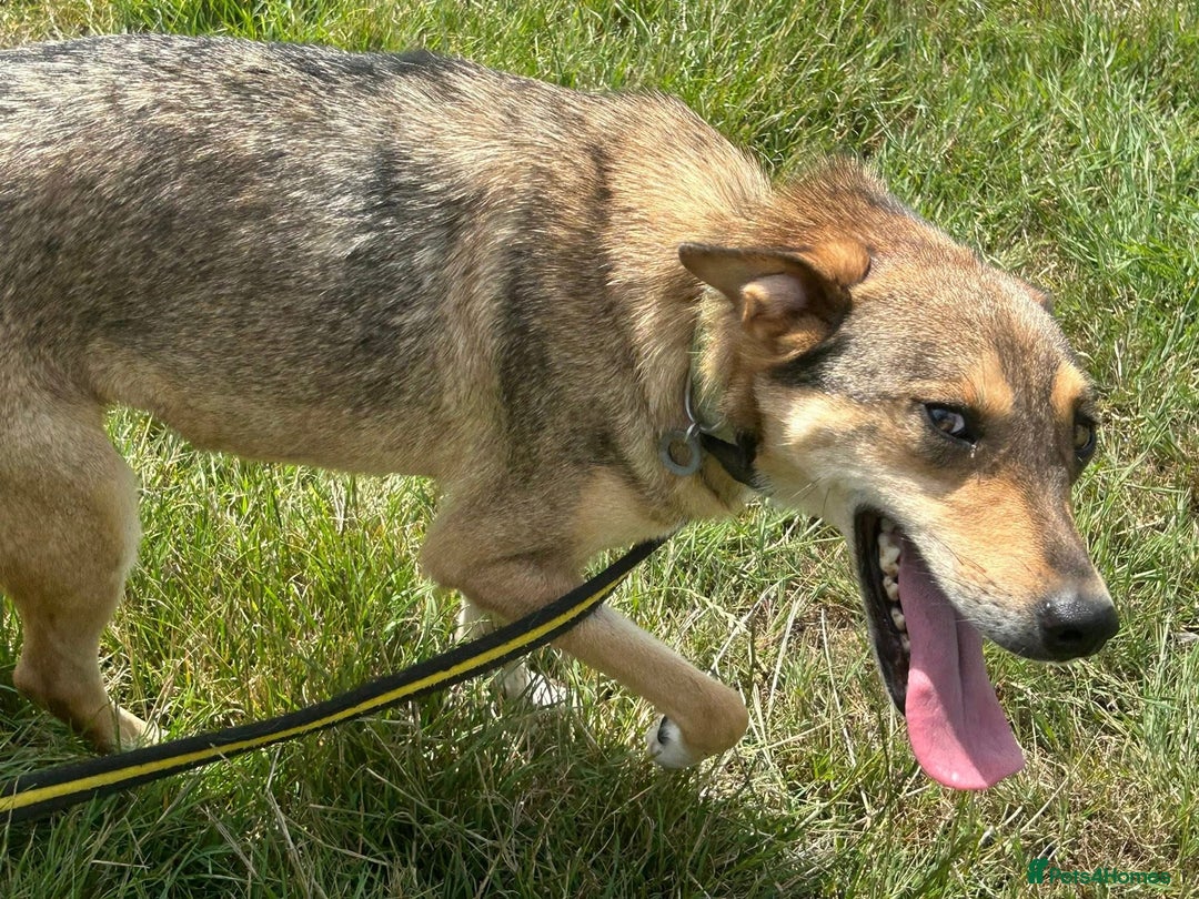 Mixed Breed dogs for adoption: Minnie - Norwich Norfolk  - Image 13