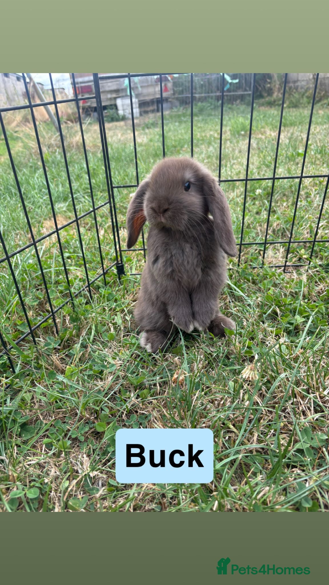 Mini Lop rabbits READY NOW!! Adorable Mini Lop babies - Advert 1