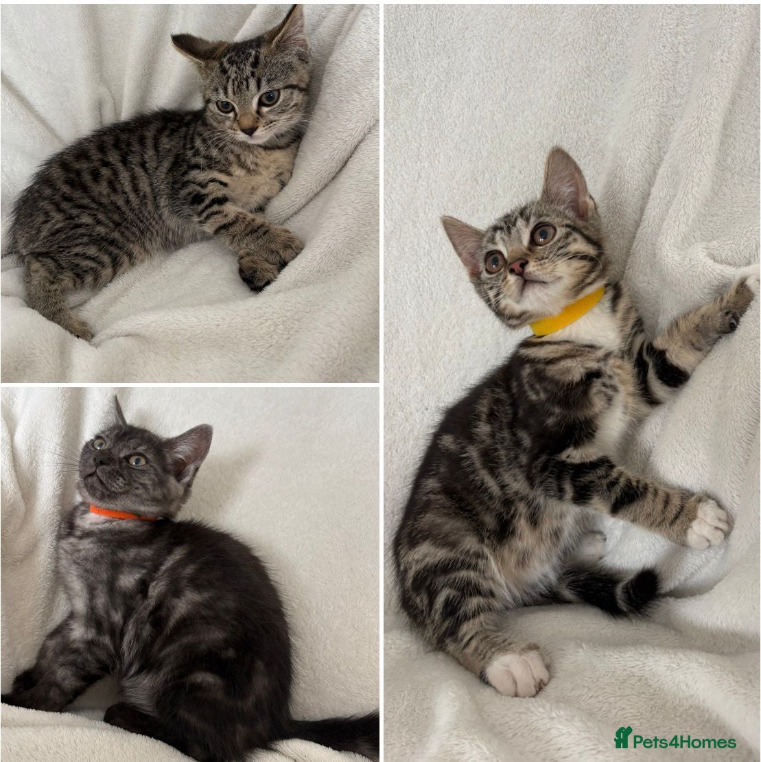 Mixed Breed cats 4 Lovely Kittens Ready To Join Your Family Today😻 - Advert 1