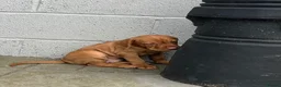 Hungarian Vizsla dogs for sale: Gunfield duel purpose - Exceptional Show & Working - Advert 12