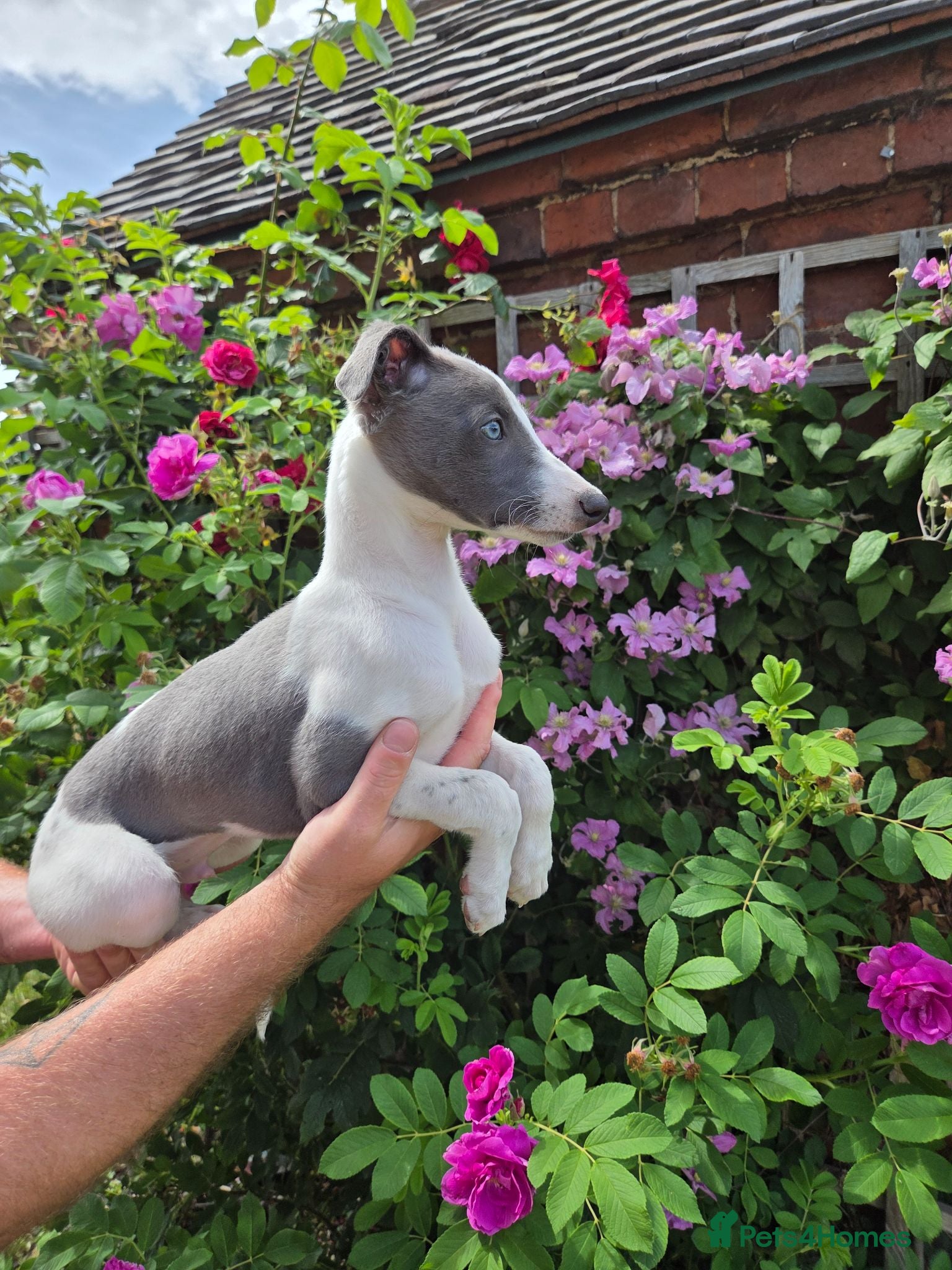 Whippet dogs  KC Whippet Puppies - Advert 3