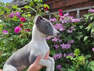 Whippet dogs KC Whippet Puppies - Advert 3