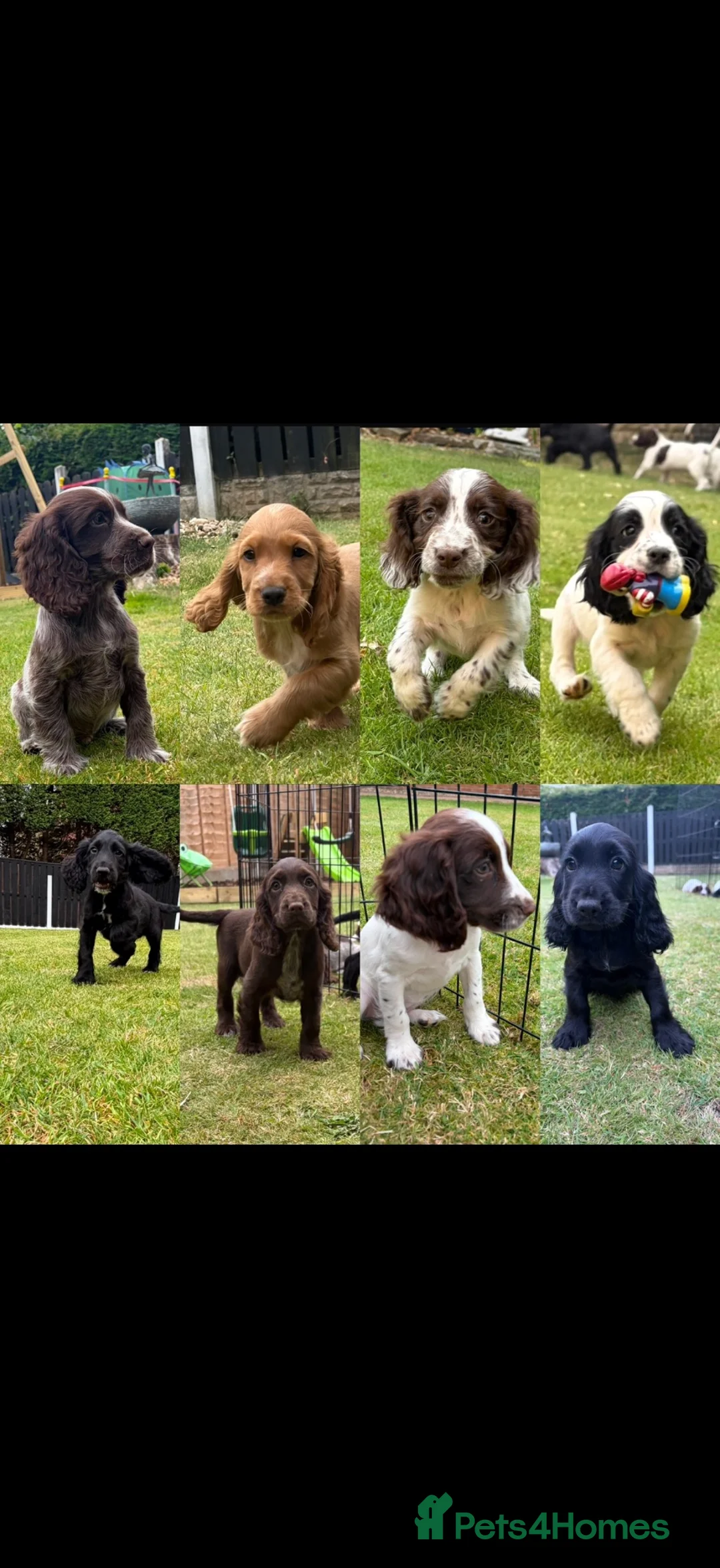 Cocker Spaniel dogs for sale: *Beautiful Litter Of Cockerspaniels* - Advert 1