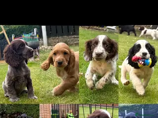 Cocker Spaniel dogs *Beautiful Litter Of Cockerspaniels* - Advert 2