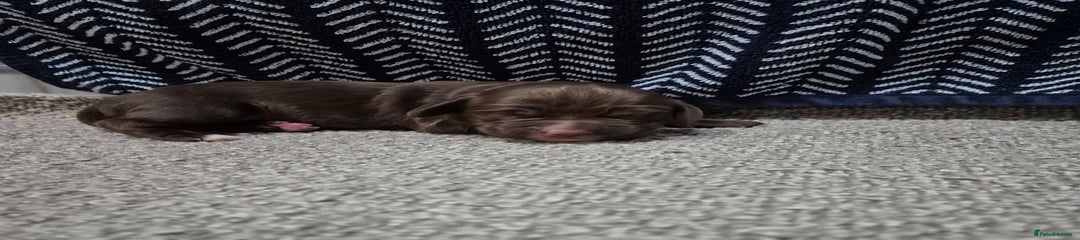 Cocker Spaniel Puppy 2