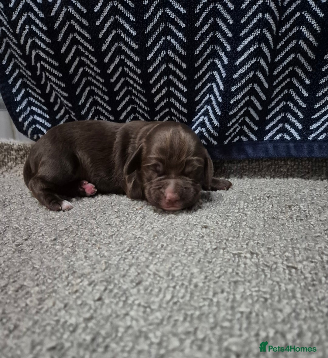 Cocker Spaniel dogs for sale: Working Cocker Spaniel Puppies  - Image 7